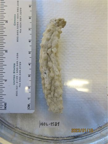 Media type: image;   Invertebrate Zoology HOL-1581 Description: Preserved specimen.;